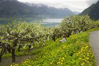 Hardangerfjord. Photo CH/Innovation Norway