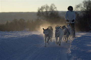 Dog sledding. Photo: TerjeRakke_Nordiclife_InnovationNorway