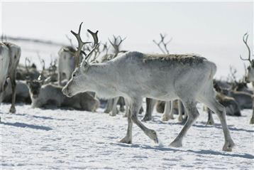 Reindeer. Photo CH/Innovation Norway